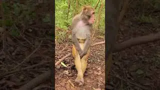 broken heart monkey 🐒😀
