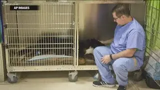 Children's cancer drug shortage could impact your pets