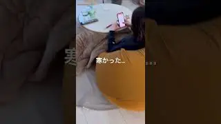 炬燵に入ろうとしたら猫が寝てて入れない⁈＃🙀