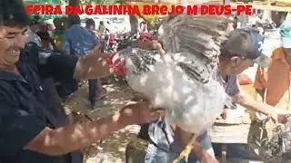 FEIRA DA GALINHA em Brejo da Madre Deus Pernambuco.