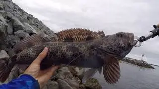lingcod fishing from shore victoira bc