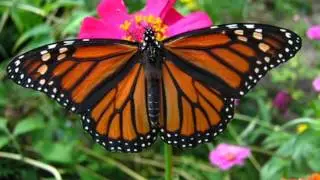 PED-Monarch6