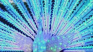 Wild Lights Festival returning to Blank Park Zoo