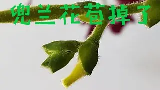 兰花水培－兜兰的花苞掉了