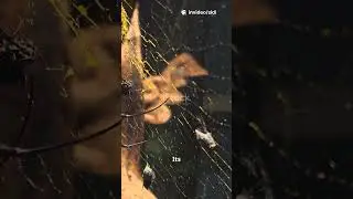 This Tiny Strand is STRONGER Than Steel (Spider Silk Fact)