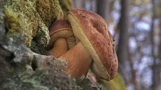 I funghi porcini e i tronchi