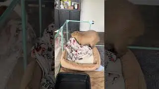 Cozy Capybara