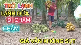 Nay trời lạnh lạnh dừa đi chậm chậm được giá còn tốt không sụt #quocduavlog 