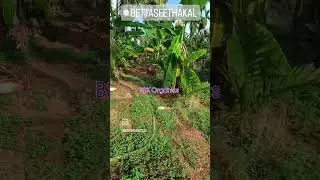 Rain irrigation system 🌧️ 🌧️ demo #farming #smartwatering