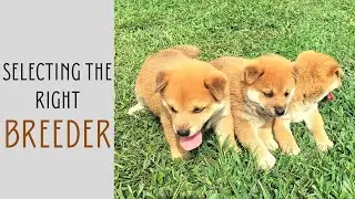 5 Important Questions to Ask Breeder BEFORE Buying a Dog