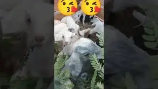 #cute goat baby# eating grass 🥰