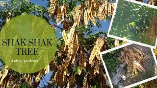 Albizia Lebbeck - Also known as The Shak Shak Tree