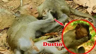 Hurt Seriously...! Orphan Dustin Other Baby Monkey Mistreat Him, No Mom No Warm