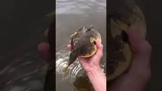 Pufferfish 🐡 (so cute) AWESOME TIKTOK