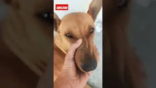 pitbulli Ghar se bhagaya #viralshorts #dog #streetdog #pluto #trendingshorts #streetdogpluto 🐕