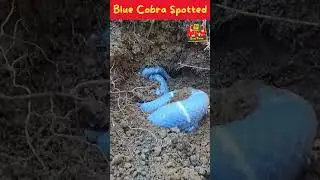 Blue Cobra Hiding Under the Mud | Incredible Snake Footage! | #shorts #snake