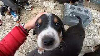 Des petits chiens mignons!