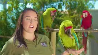 Indianapolis Zoo Macaw Conservation Efforts