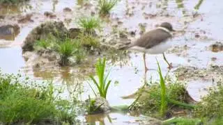 &ldquo;Foot-trembling&rdquo; feeding method of the Little Ringed Plover Charadrius dubius curonicus