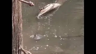 The secrets of Serpentine Creek
