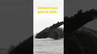 Le plus gros poisson 🐠