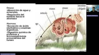 Morfofisiologia de la digesti&oacute;n en Rumiantes 