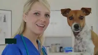 How to have a Travel Happy Pet - by PETport