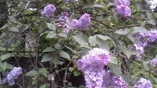 антофора