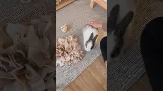 National Hug Your Pet Day | How to Hold your Rabbit Correctly | Pet Handling Techniques | Pet Care