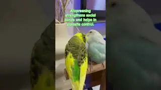 This called allopreening #parrot #cute #cockatielsinging #cockatiel #birds #cockatielsound #pets