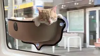 Cat Hammock Bed Mount Window Pod