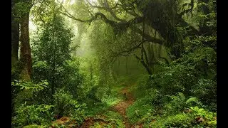 Virtual Jungle Binaural Audio (use headphones, close ur eyes) ASMR Experience