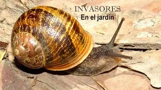 MALACOLOG&Iacute;A  - Un invasor en el jard&iacute;n | Caracoles invasores