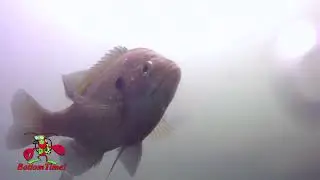Quinns Pond dive in Boise Idaho