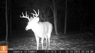Nice 8 pointer deer looking at my camera outback