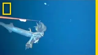 Watch Squid Snatch Squid in Surprise Attack | National Geographic