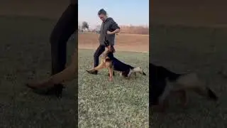 Loki&rsquo;s daughter Thora at 11 months getting her competition heel work in