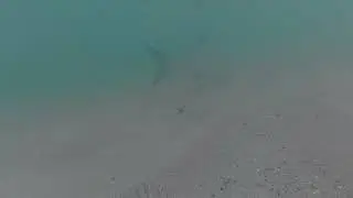 Huge tarpon fish in Puerto Rico