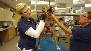 Paid Content by Veterinary Medical Center - The Power of the Human-Animal Bond