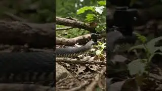 Snake 🐍 #support #viral #comment #global #help #newcreator #smallyoutuber #ai #subscribe