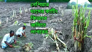 নেপিয়ার ঘাসের কাটিং জমিতে কিভাবে লাগাবেন | নেপিয়ার ঘাসের কাটিং লাগানোর সঠিক নিয়ম | নেপিয়ার পাংচুং |