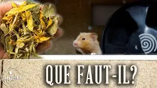 L'EQUIPEMENT de base du HAMSTER