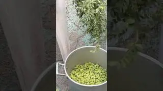 Quitando garbanzos en el rancho #rancho #vidaenelrancho #garbanzos #navidad #cosecha #farming