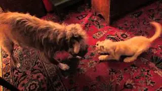 it's mine - no it's mine