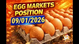 Today Egg Rate Position | Daily Egg Rates | Poultry Rates Egg Business in Pakistan | poultry baba|l