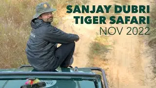 Sanjay Dubri Tiger Safari | Camp Banas