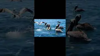Colorful Flock of Birds Gracefully Swimming in Turquoise Sea Waters #shorts #viral
