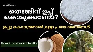 തെങ്ങിന് ഉപ്പ് കൊടുക്കുന്നത് നല്ലതാണോ? (salt application in coconut palms)