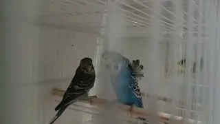 Casais em formação 03