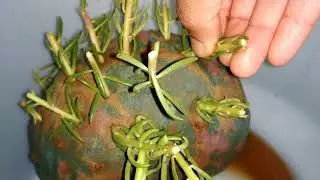 how to make awesome hanging plant ball with in 10 minutes..